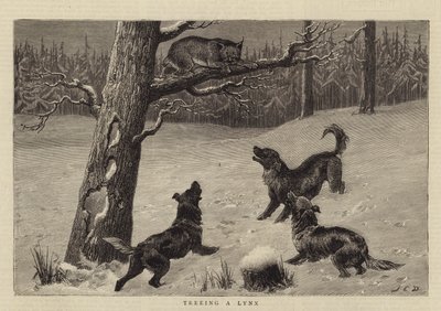 Chasser un Lynx - John Charles Dollman